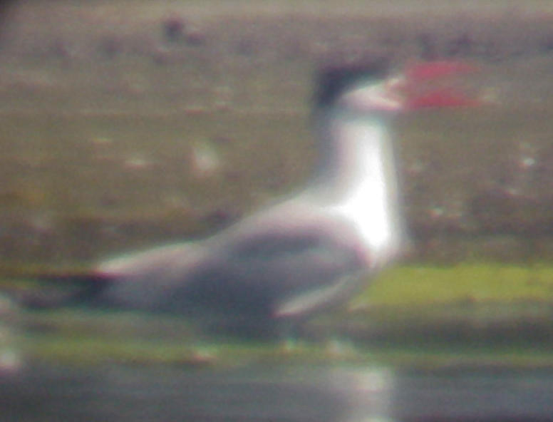 Caspian Tern - 7-30-10 TVA Lake -.
