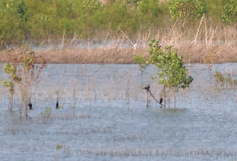 Neotropic Cormorant - 7-10-11 Dyer Co. TN - GRR - 2 adults