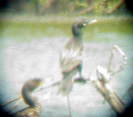 Neotropic Cormorant - 6-19-11 Lake 9 KY -