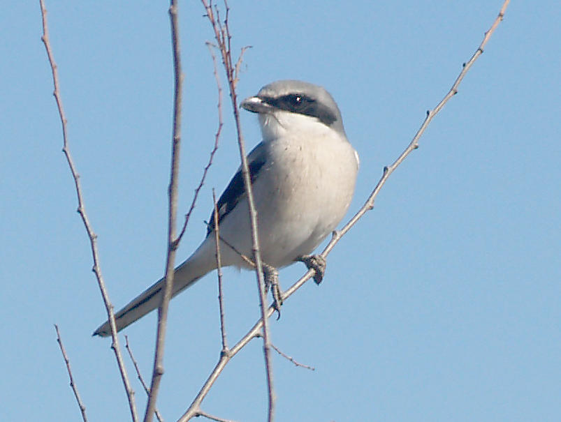 Loggerhead Shrike - 1-15-2012 - Tunica Co. MS - 1st yr - chest bars