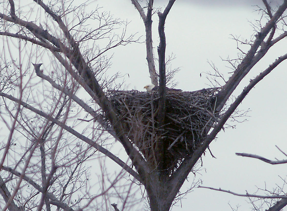 Bald Eagle - 2-5-2012 -.MS