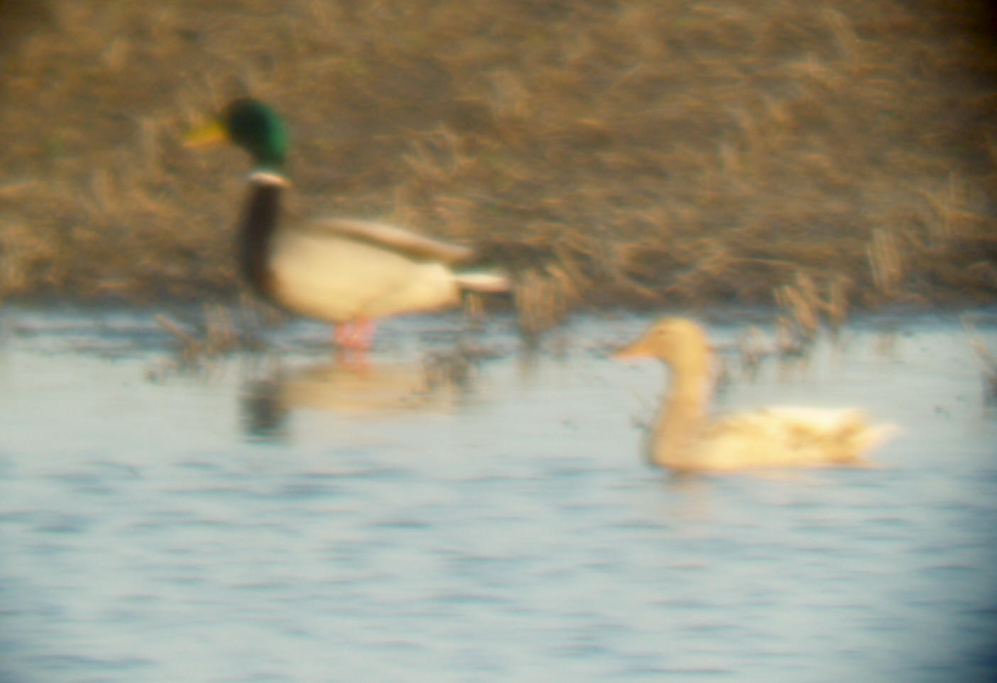 Mallard - 1-28-2012 - male with leucistic hen - Dyer Co. TN.