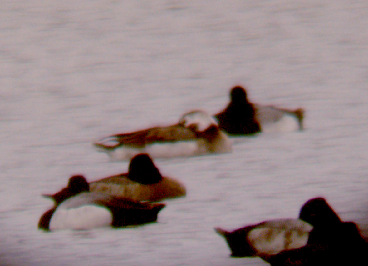 Long-tailed Duck - 2-16-2012 - TVA Lake - female -