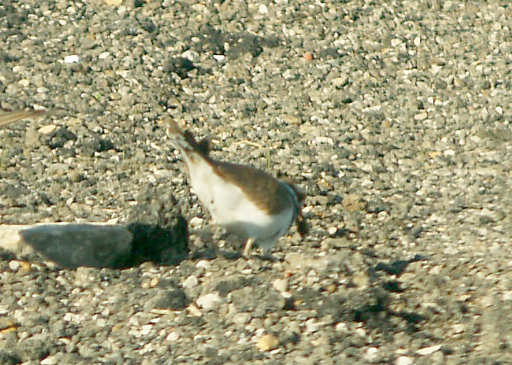 Killdeer Scrape - 1-29-2012  removing peebles at Ensley.