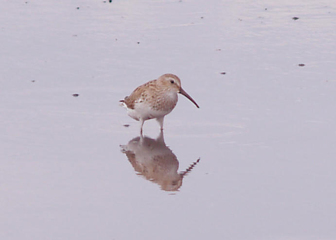 Dunlin - 4-14-2012 - basic attire - Ensley.