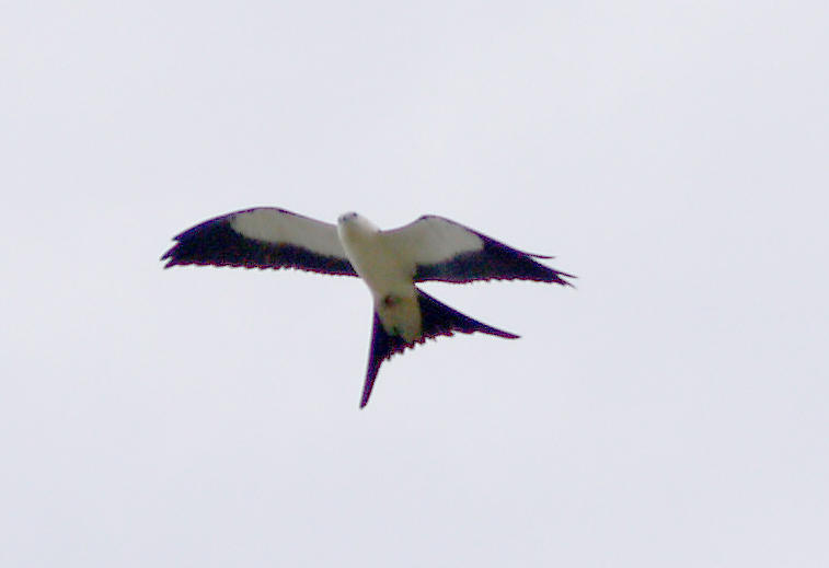 Swallow-tailed Kite - 8-4-2012 - 