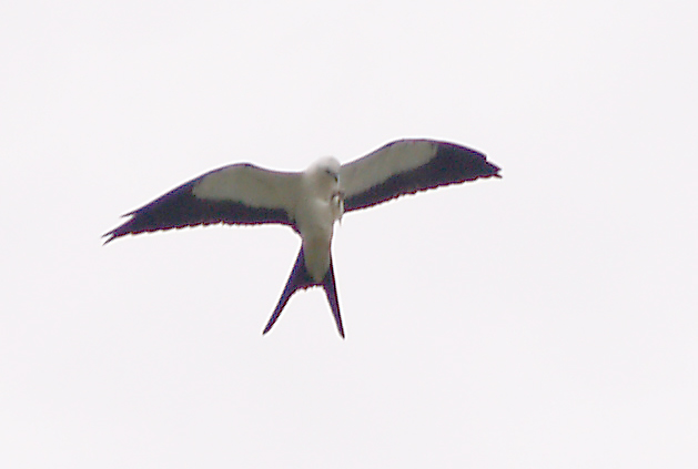 Swallow-tailed Kite - 8-4-2012 - Feeding 