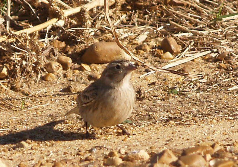 Chestnut-collared Longspur - 11-14-2012 - female - Ensley Bottoms - 