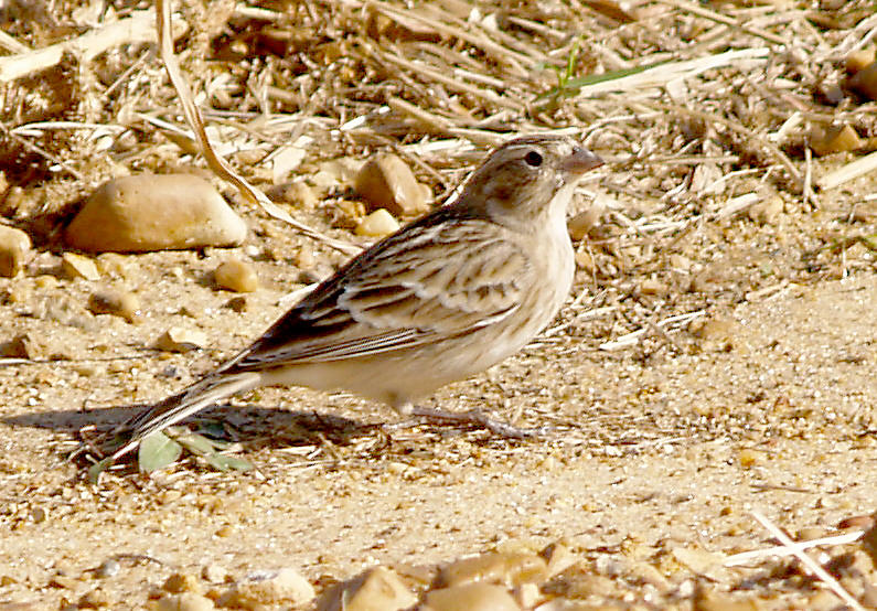 Chestnut-collared Longspur - 11-14-2012 - female - Ensley Bottoms - 