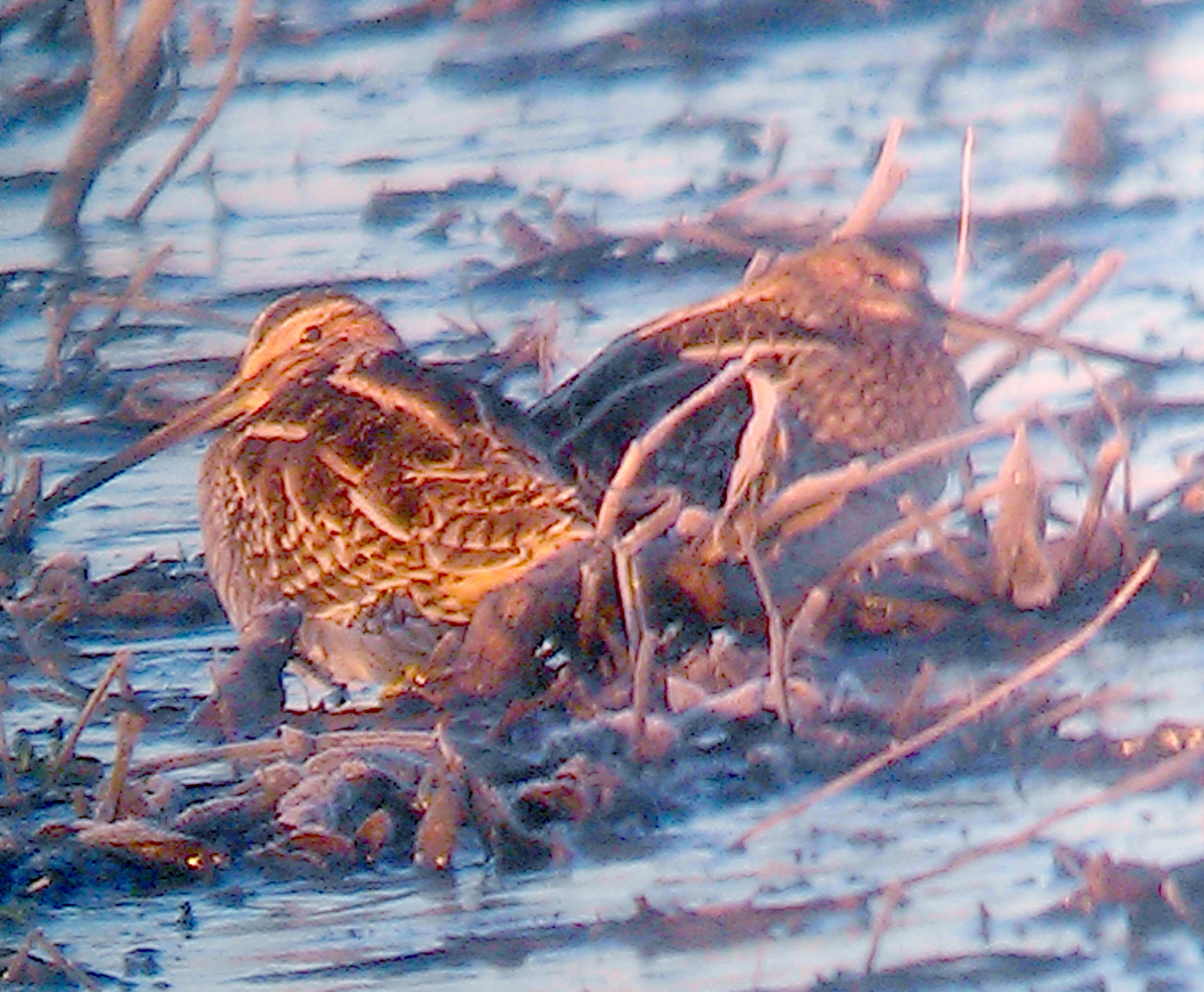 Wilsons Snipe - 12-14-2012 - Reelfoot CBC - catching first light.
