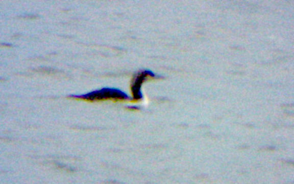 Pacific Loon - Port Rd -11-26-05 Big Sandy Reach -TN-NWR