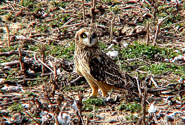 Short-eared Owl - 11-26-06