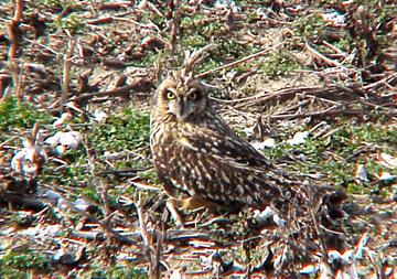 Short-eared Owl - 11-26-06