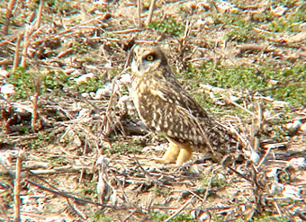 Short-eared Owl - Tunica Co. MS