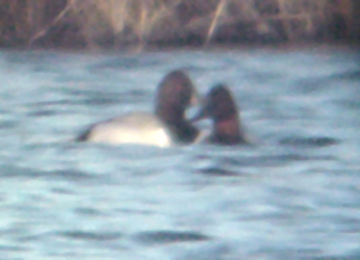 Ring-necked / Canvasback