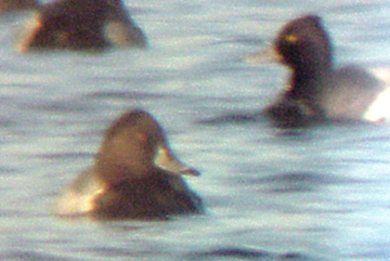 Ring-necked / Canvasback