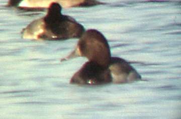 Hybrid - Probable Cavasback - Ring-necked Duck