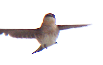 Cave Swallow - Mud Island - 9-30 - 06.