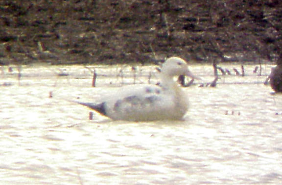 Northern Pintail - albinistic - undertail coverts