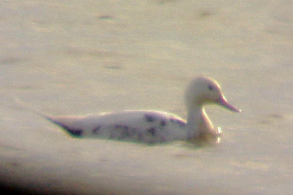 Northern Pintail - albinistic - 12-31-06