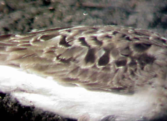 Bairds Sandpiper - 8-22-05 worn adult