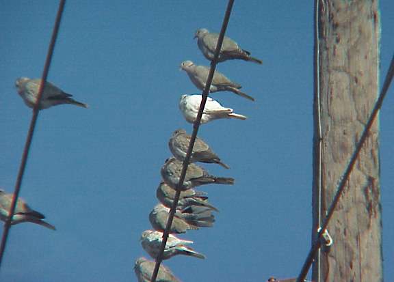 Eurasian Collared-Dove - recessive genes.jpg