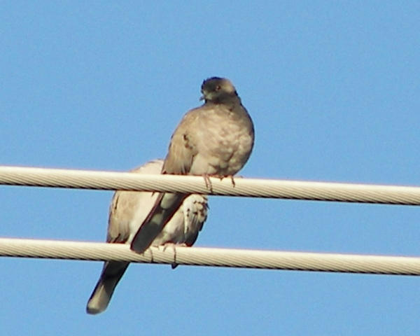 EUCD -partial melanism - 2 - Memphis 2007