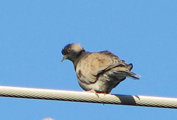 EUDC -partial melanism -3- Memphis 2007