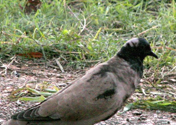 EUCD - partial melanism -5 a -Memphis 2007