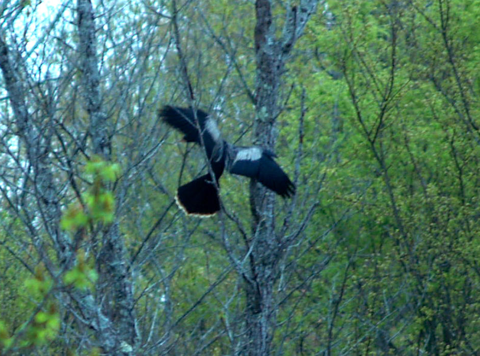 Anhinga - Haywood Co. TN   April 8, 2008