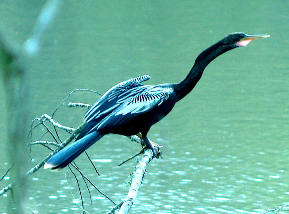 Anhinga - Haywood Co. 4-9-08