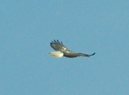 Red-tailed Hawk - light morph Harlan's 4-6-08