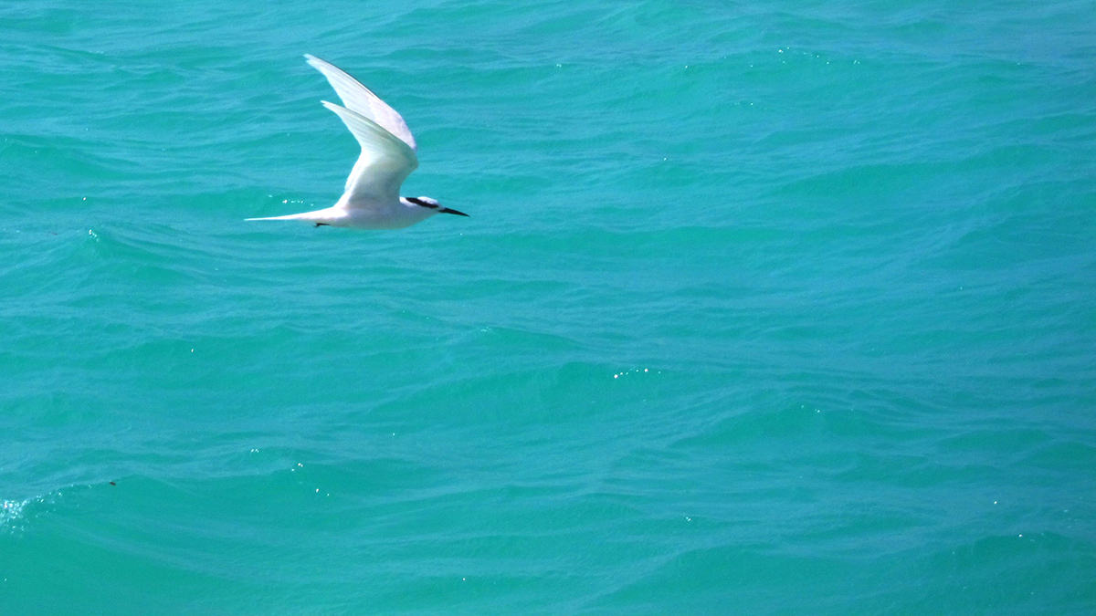 Seagull