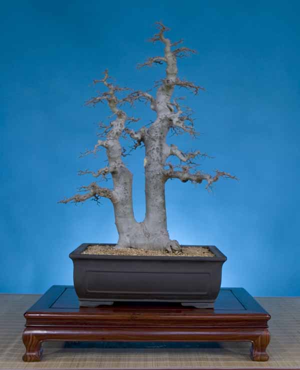 Celtis chinensis, 31 inches