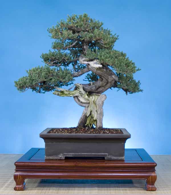 Juniperus squamata prostrata, 28 inches