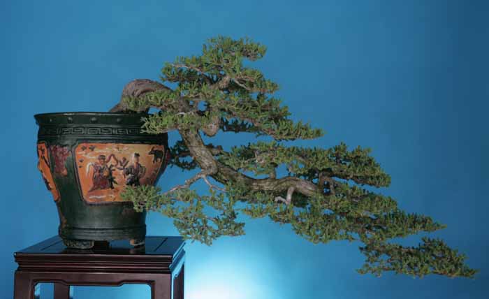 Juniperus chinensis prostrata