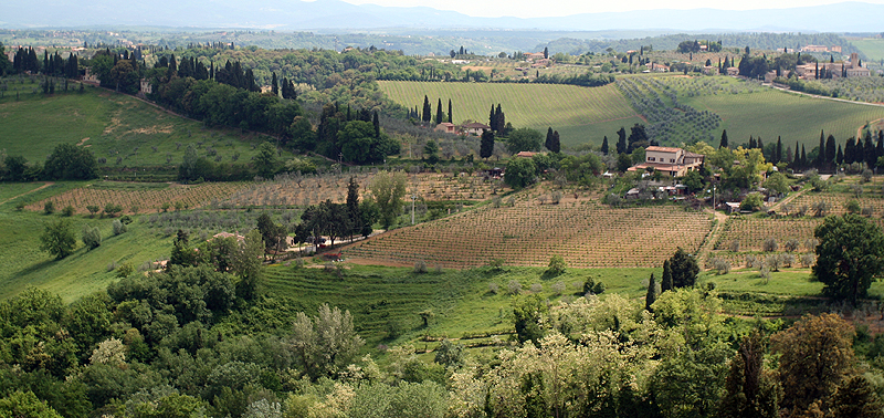 Countryside west of Florence  7281