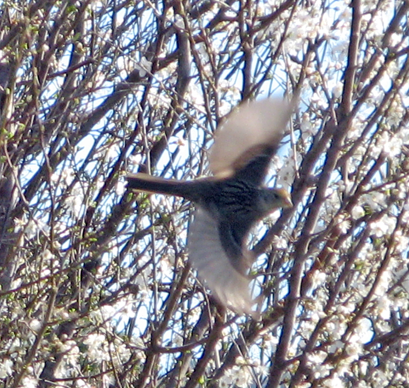 unknown startled bird 0027