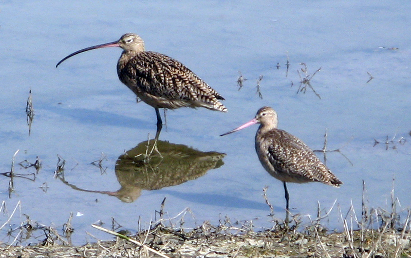 Curlew and ?  0048