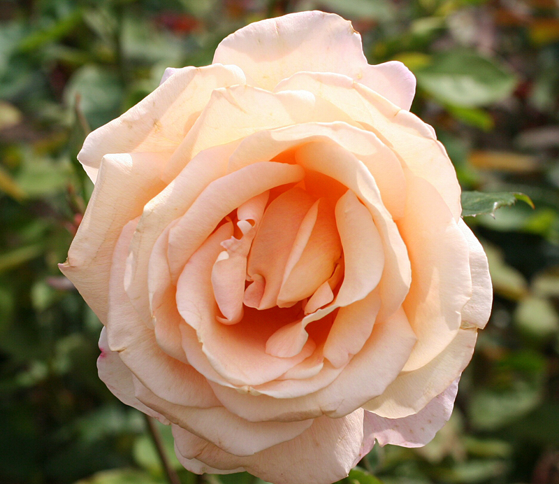 Butchart Gardens: rose garden