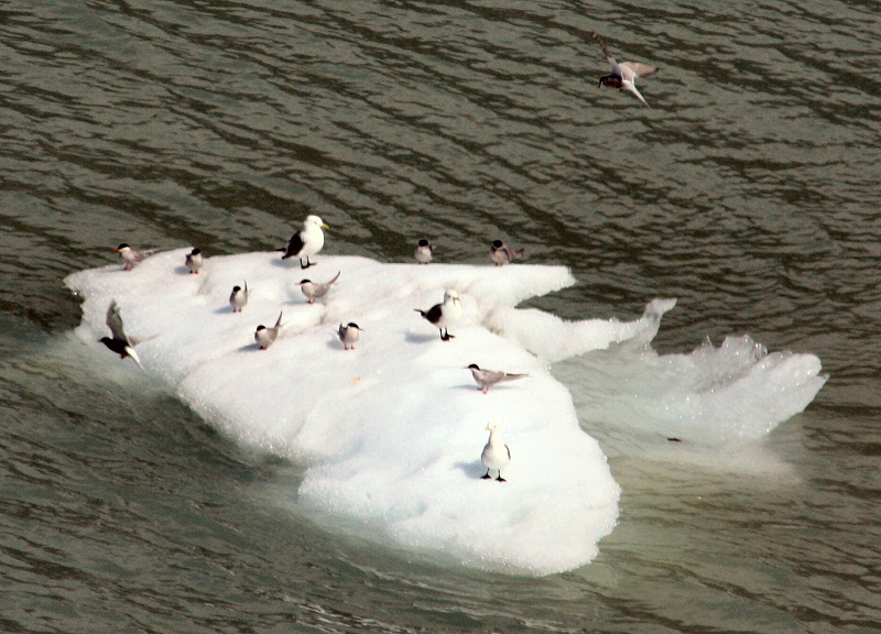 Ice floe with gulls and blackheaded twitties