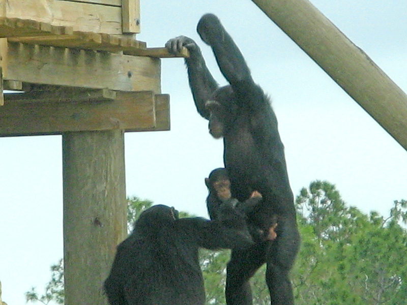 Chimps 0437