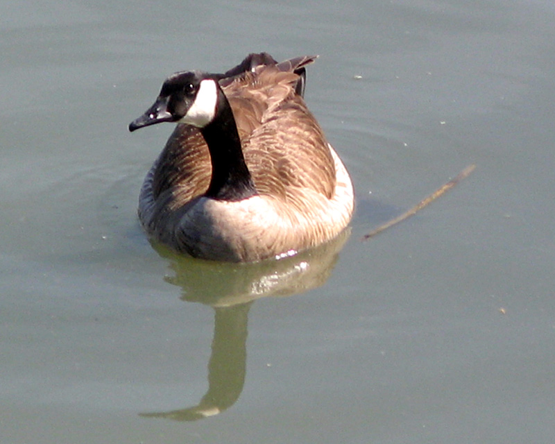 Brant goose 0578