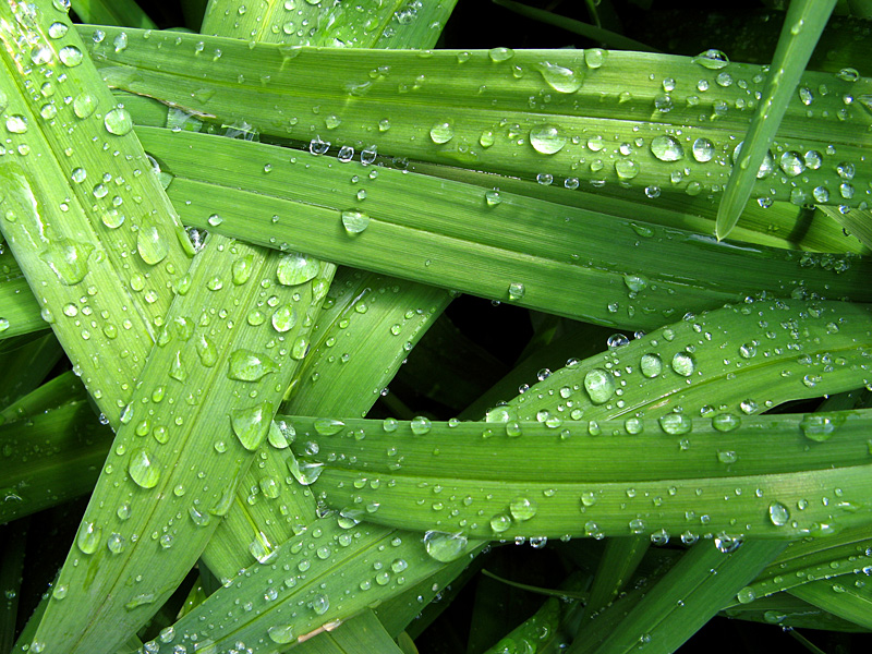 Day lilies after rain 0585