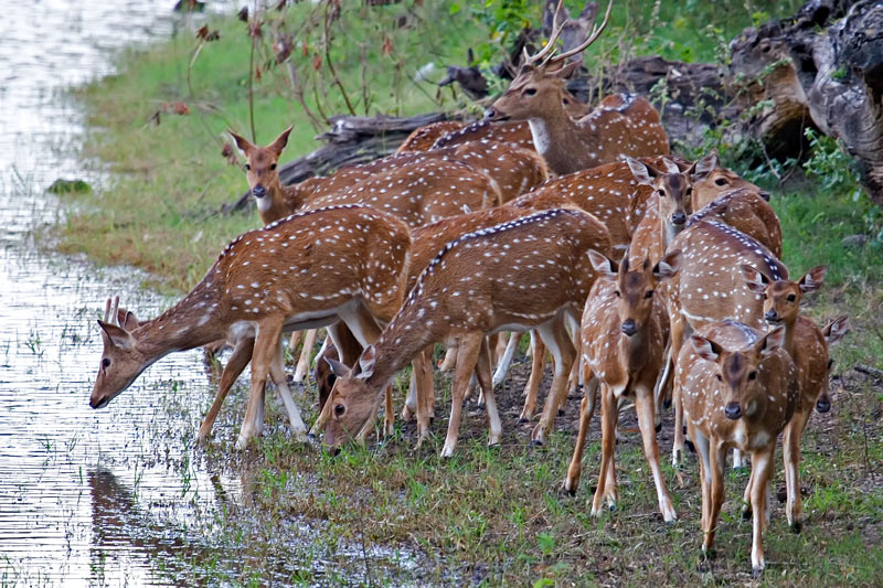 Spotted Deers 2