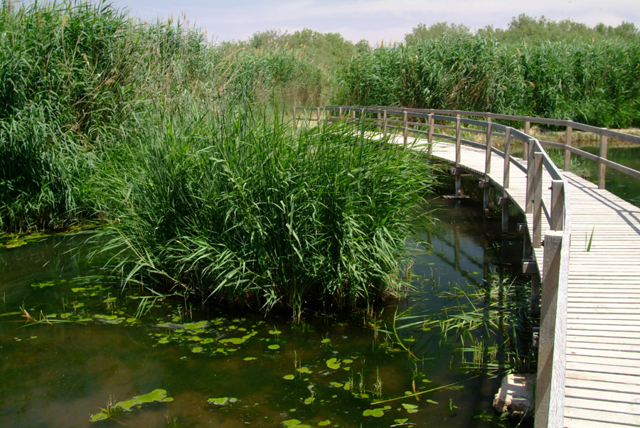 Al-Azraq Water Reserve 2.JPG