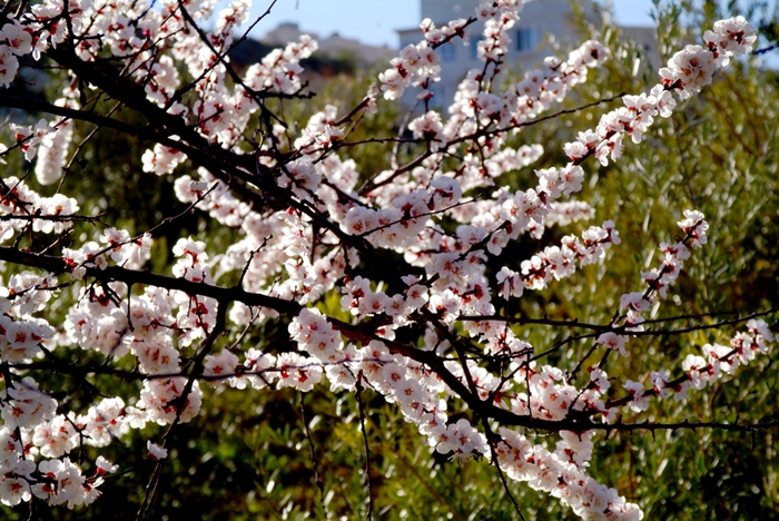 2008_03120013_1.TIF