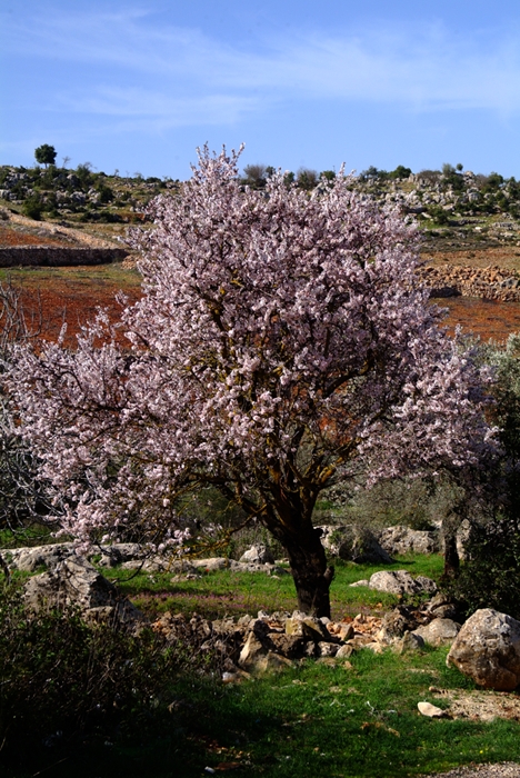 2008_03060082_1.TIF