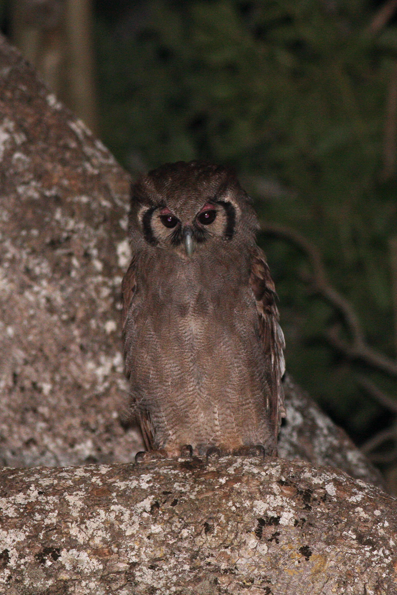 Verreauxs Eagle-Owl (Nyctaetus lacteus)