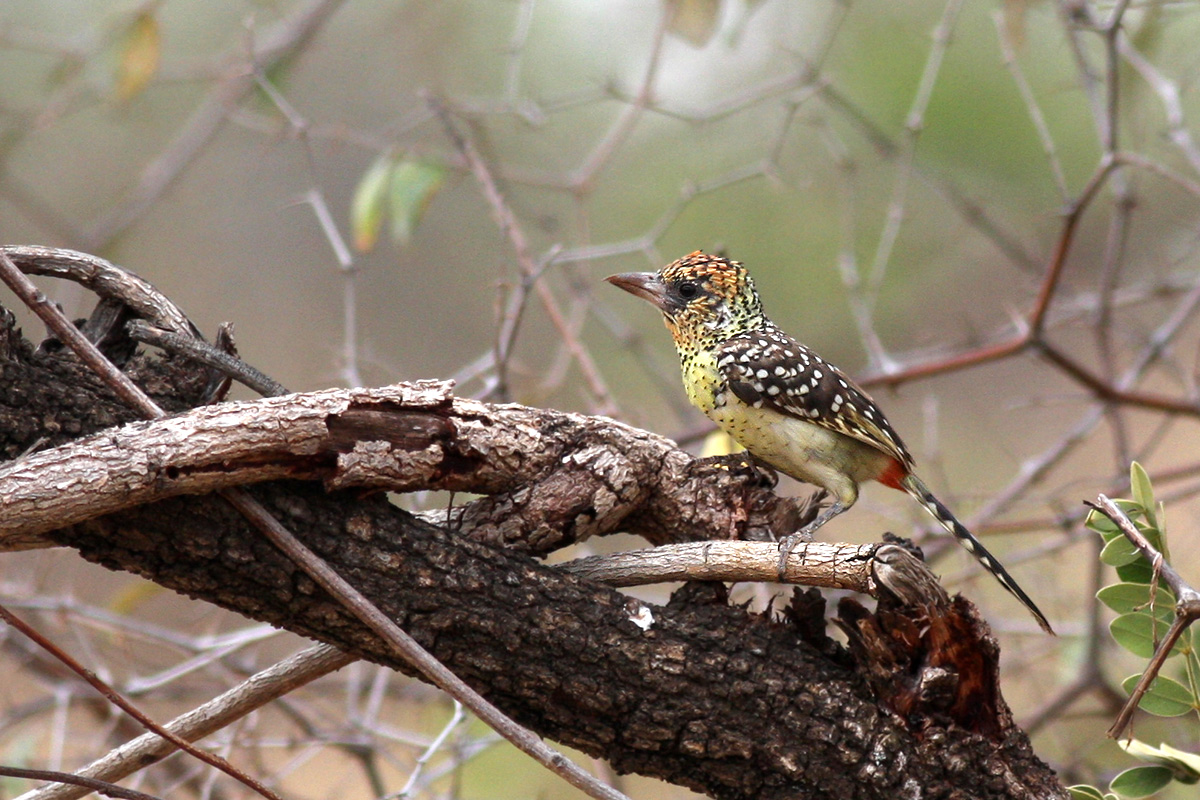 dArnauds Barbet (Trachyphonus darnaudii)